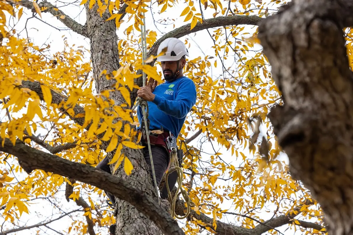 Skilled Tree Transplanting crew working in Hester